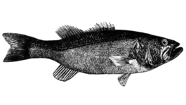 低音,鱼,大嘴鲈鱼