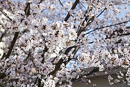 木材,樱花盛开,樱花