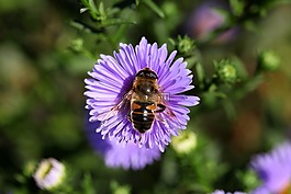 蜜蜂,花卉,mov