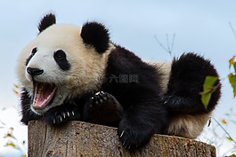哺乳动物,动物世界,可爱