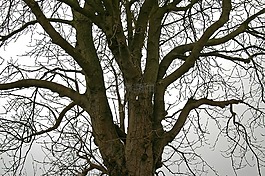 树,落叶乔木,性质