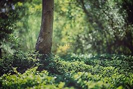 森林,自然,绿色
