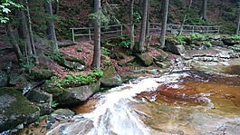 哈拉霍夫,森林,水