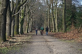 林,徒步旅行,步行