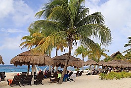 beach,palm,coconut