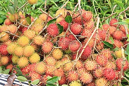 季节,偷,九
