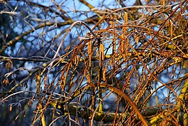 性质,树,2 月