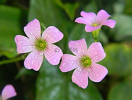 花,粉红色,粉红色的花