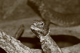 蜥蜴,爬行动物,饲养站