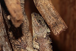 蜥蜴,爬行动物,饲养站