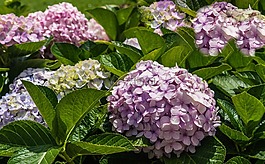 紫丁香,花园,花露珠