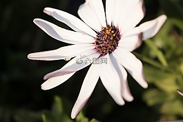 花,白,洁白的花朵