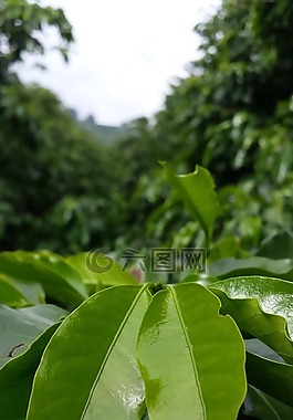 咖啡树,咖啡,人工林