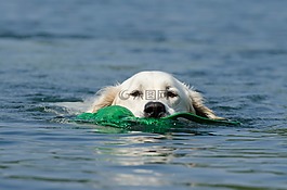 金毛猎犬,狗检索,狗在水中