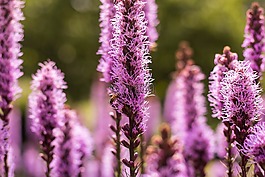 自然,有机,旅行