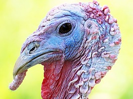 土耳其,鸟,动物世界