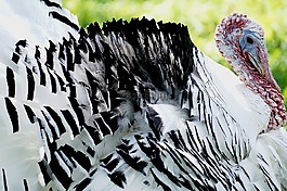 土耳其,鸟,动物世界