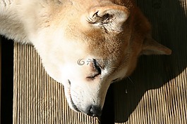 shiba inu,狗,睡眠
