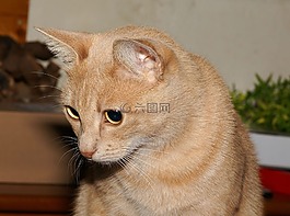 猫,猫的眼睛,头