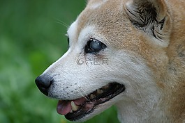 shiba inu,狗,盲