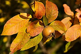 枸杞子,水果,冬季水果