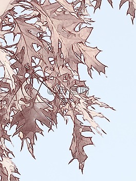 橡树,橡树叶子,叶子