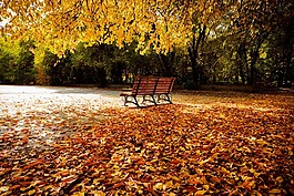 秋天,秋景,椅子