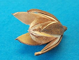 野百合,干,entandrophragma cylindricum
