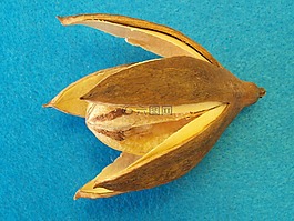 野百合,干,entandrophragma cylindricum