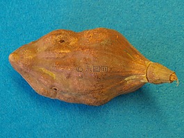 猴面包树迪诺,非洲,猴面包树上的果子