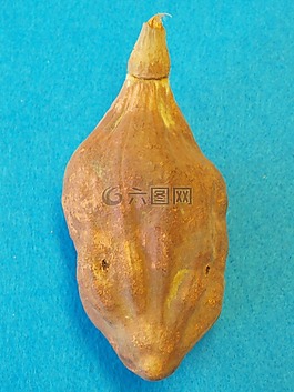 猴面包树迪诺,非洲,猴面包树上的果子