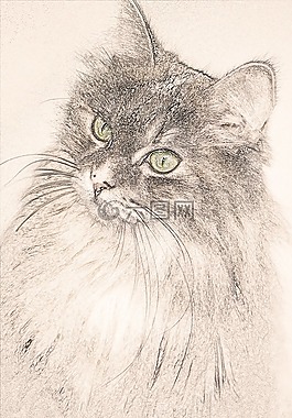 猫咪,绘图,曼托