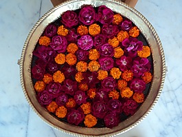 鲜花,锅,粉红色