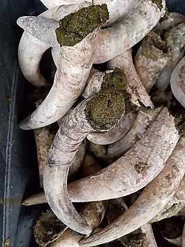 生物动力学,肥料,牛喇叭