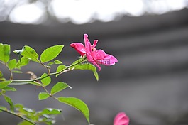 花,红色,中国