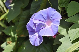 紫色的花,牵牛花的海洋,美丽的花朵