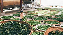 茶,工作,收获