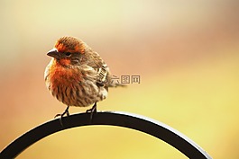 家朱雀,早起的鸟儿,坐