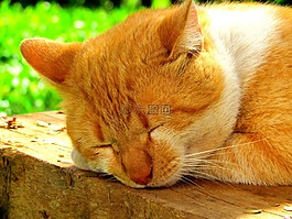 猫,猫科动物,动物