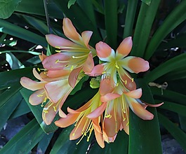 橙花,橙花瓣,花