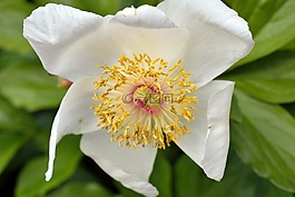 洁白的花朵,花园,春