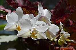 蝴蝶兰杂交,蝴蝶兰,兰花