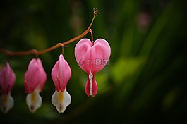 花,心,出血