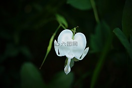 出血,心,白
