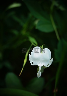 出血,心,白