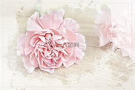 花,香石竹,开花