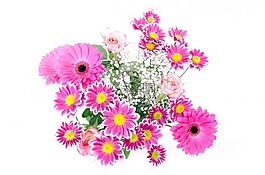 鲜花,花,植物