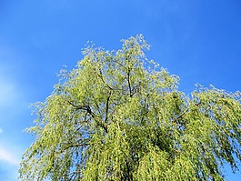 垂柳,树,叶子