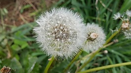 蒲公英,蒲公英的种子,蒲公英的花
