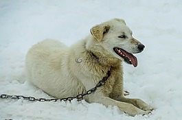 雪橇犬,阿拉斯加州,狗拉雪橇